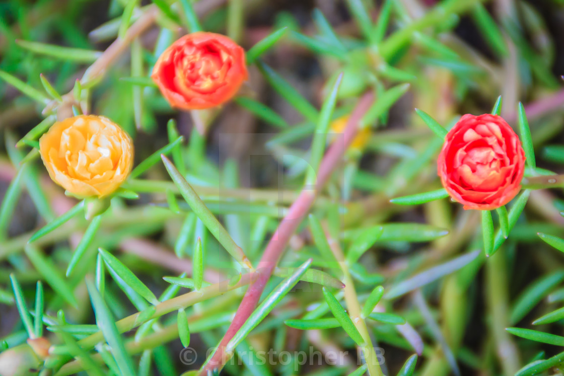 Beautiful red portulaca oleracea flower, also known as common